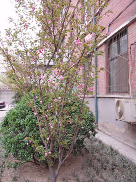 Image of Adirondack Crabapple