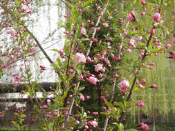 Слика од Malus halliana Koehne