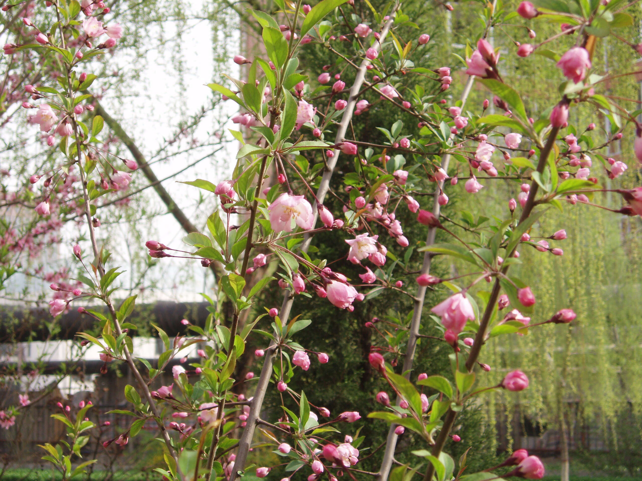 Plancia ëd Malus halliana Koehne