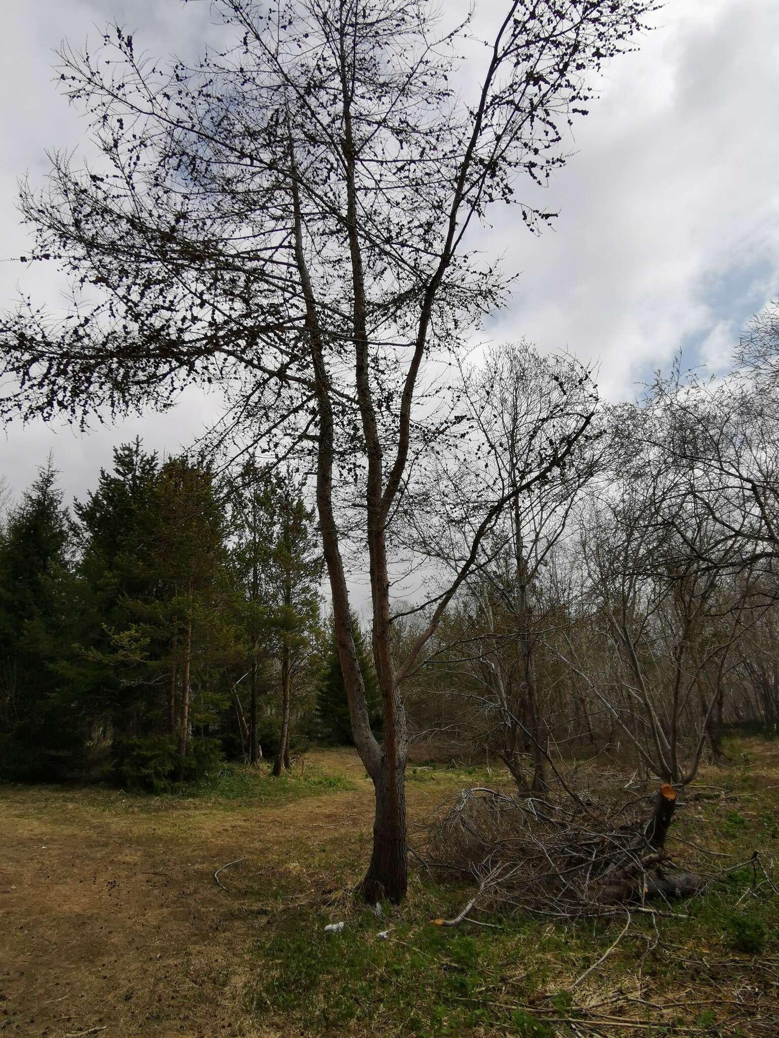 Image of Larix gmelinii var. gmelinii