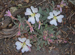 Image de Oenothera cespitosa Nutt.