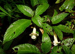 Image of Nautilocalyx mimuloides (Benth.) C. V. Morton