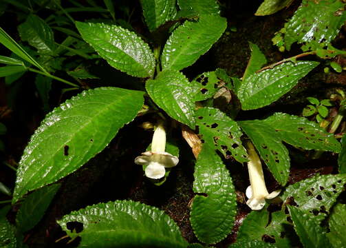 Imagem de Nautilocalyx mimuloides (Benth.) C. V. Morton