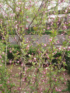 Слика од Malus halliana Koehne