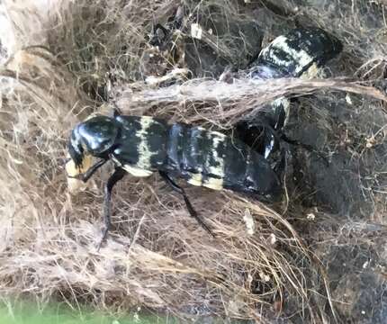 Image of Hairy Rove Beetle