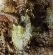 Image of Ceratostoma nuttalli (Conrad 1837)