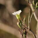 Plancia ëd Ipomoea pauciflora subsp. pauciflora