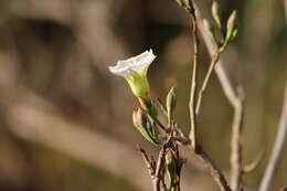 Plancia ëd Ipomoea pauciflora subsp. pauciflora