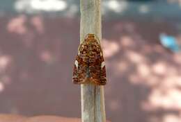 Image of Fruit-Tree Leafroller Moth