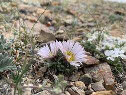 Image of cushion Townsend daisy