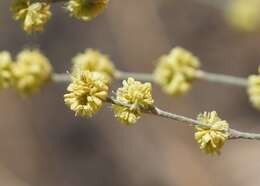 Image of wand buckwheat