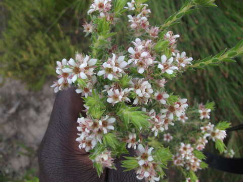 Image of Diosma awilana I. Williams