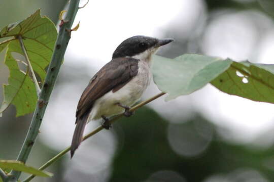 Image of Black-winged Flycatcher-shrike