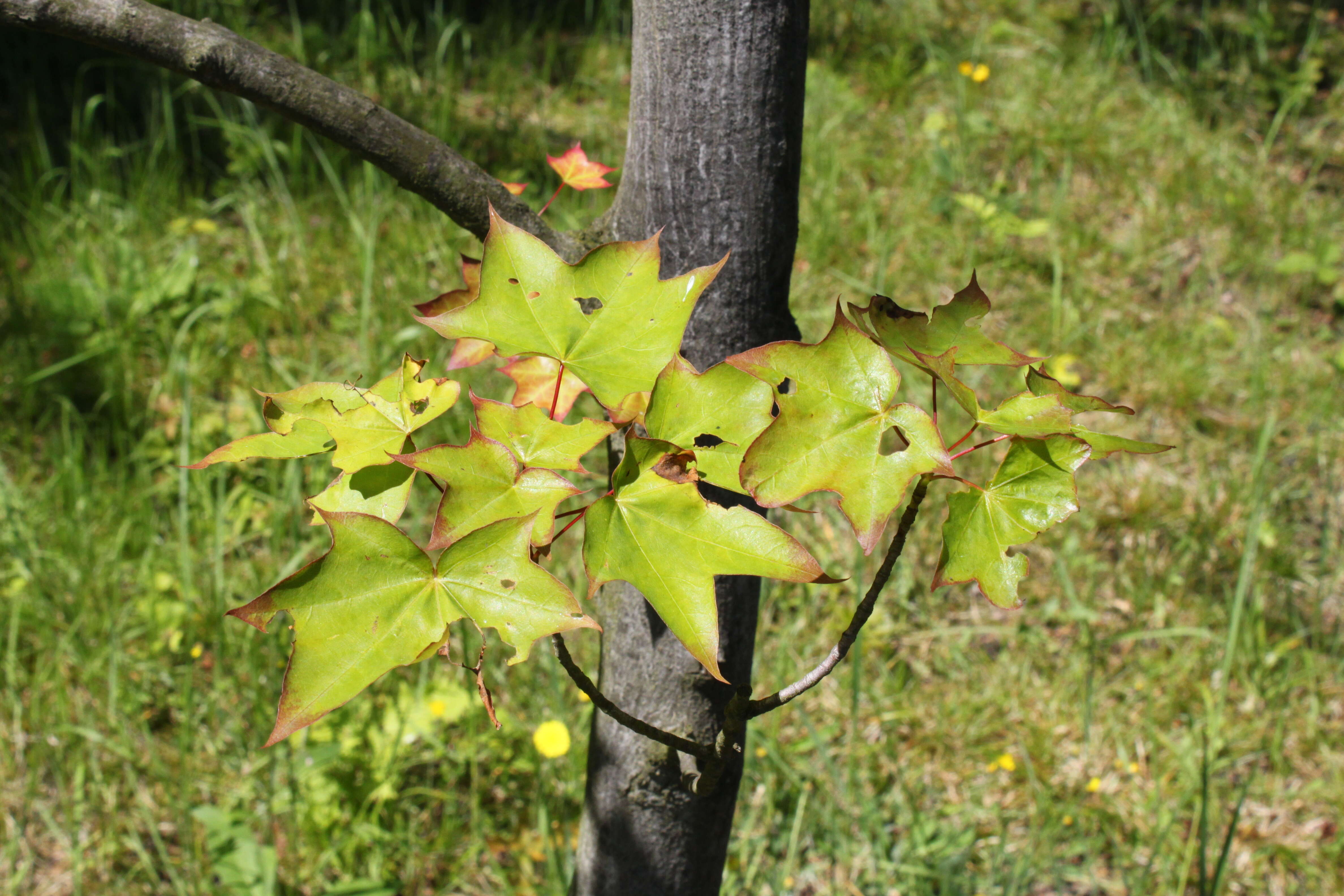 Image of Acer pictum subsp. mono (Maxim.) H. Ohashi