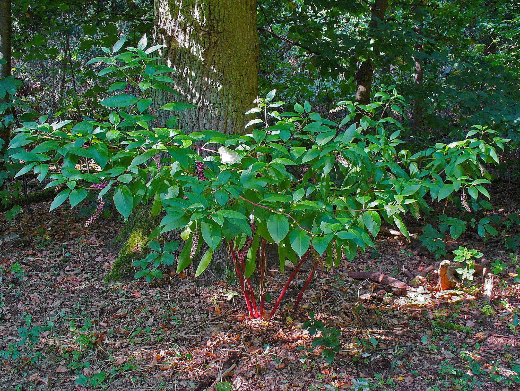 Image of American Nightshade