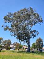 Image of Blakely's Red Gum