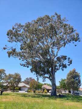 Image of Blakely's Red Gum
