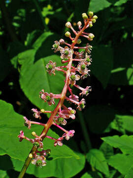 Image of American Nightshade