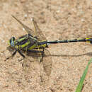 Gomphurus externus (Hagen ex Selys 1858) resmi