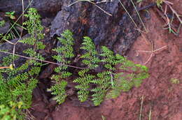 Image of thicket creepingfern