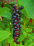 Image of American Nightshade