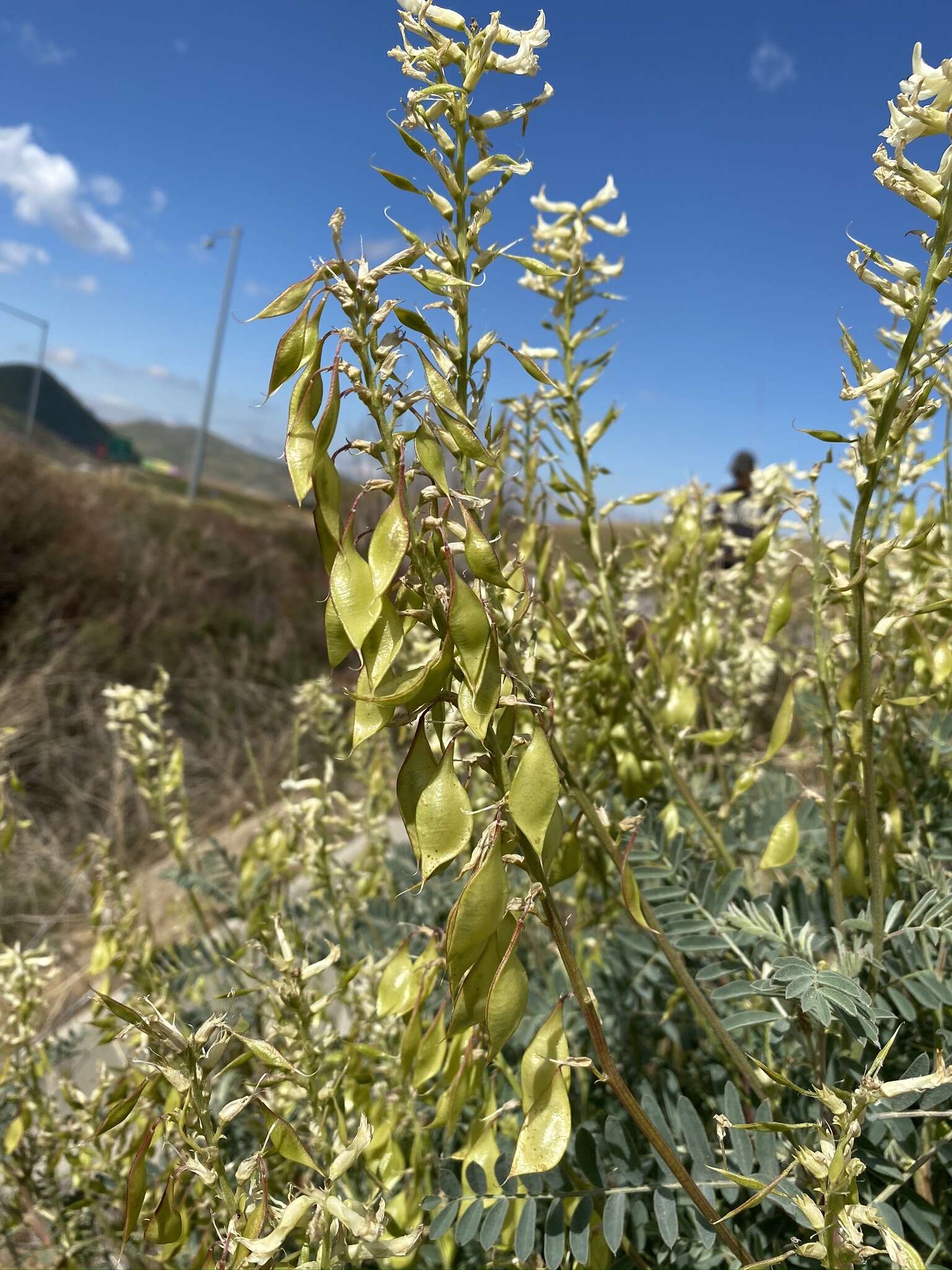 Imagem de Astragalus oxyphysus A. Gray