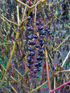 Image of American Nightshade