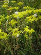 Image of Petrosedum rupestre (L.) P. Heath