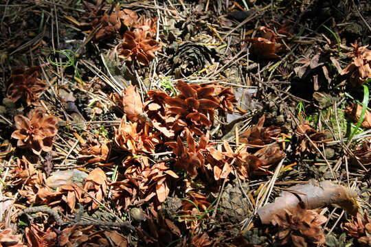 Imagem de Tsuga caroliniana Engelm.