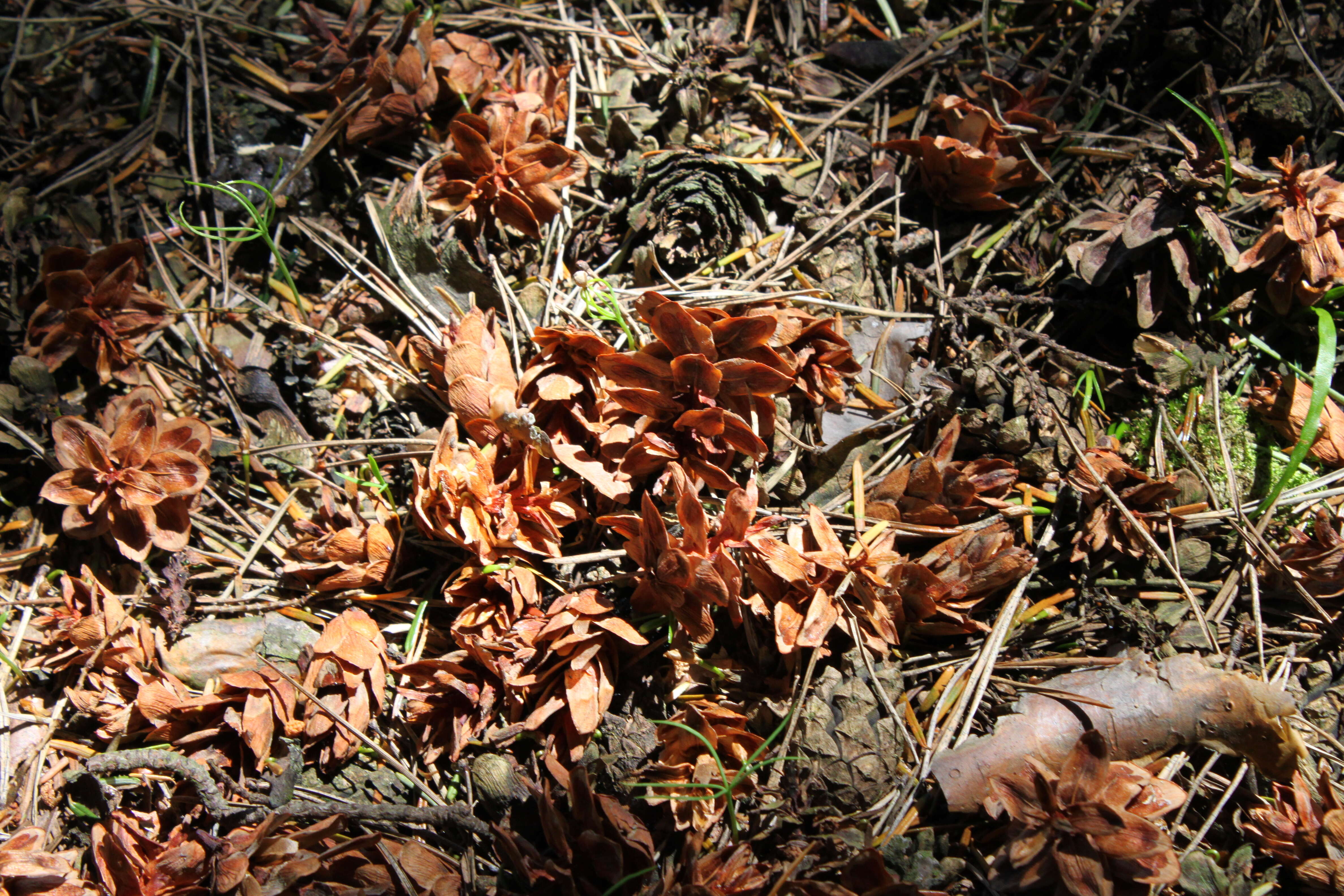 Plancia ëd Tsuga caroliniana Engelm.