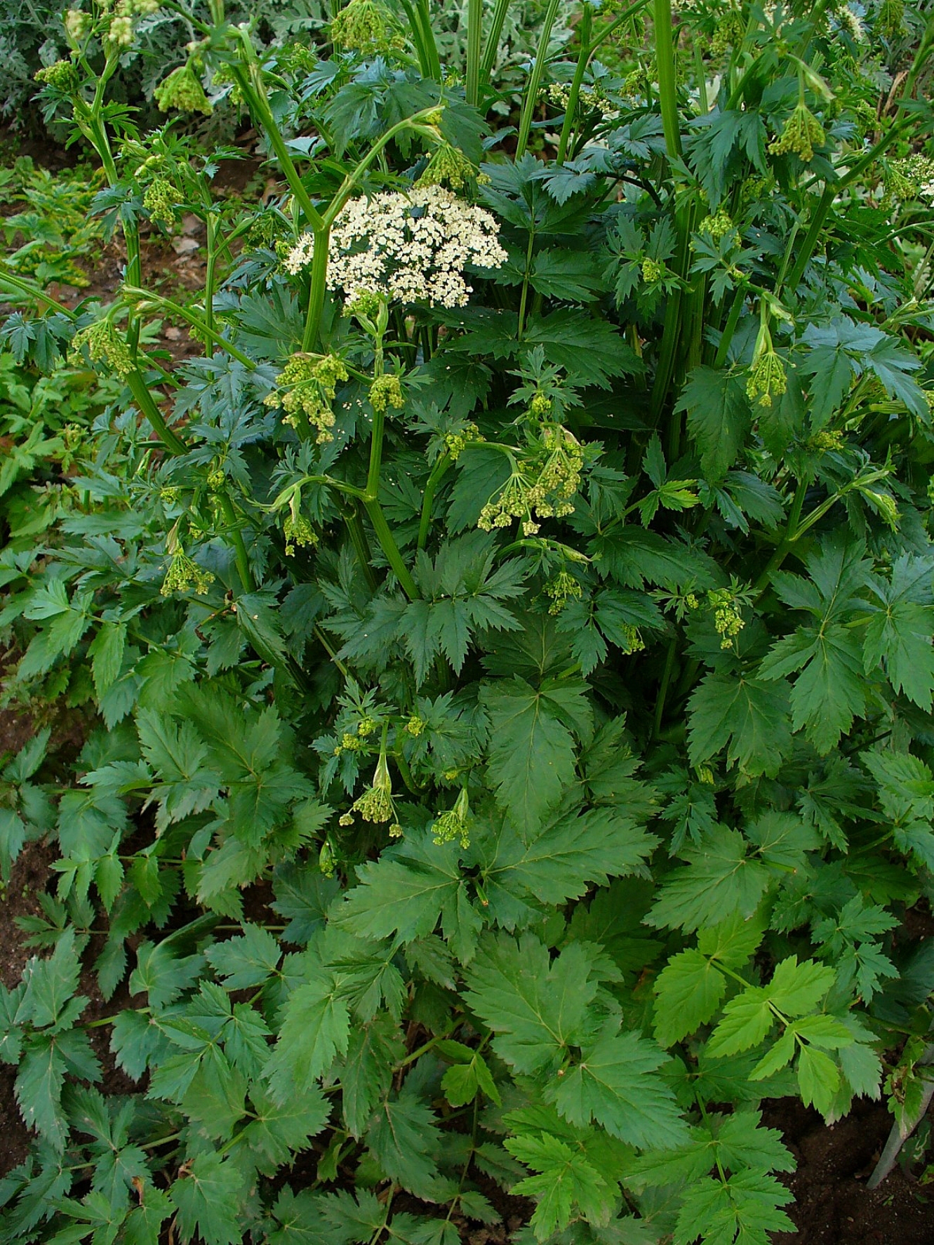 Pimpinella major (rights holder: H. Zell)