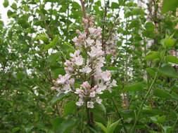 Image of Syringa oblata Lindl.