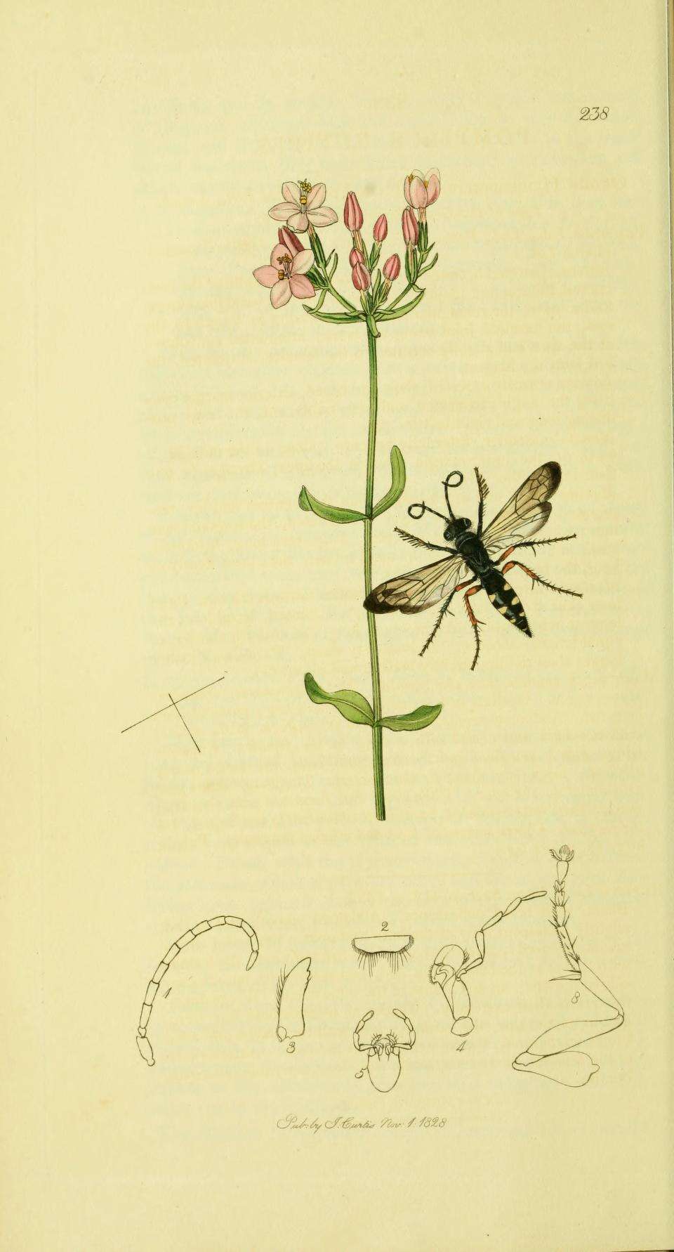 Episyron rufipes (Linnaeus 1758) resmi