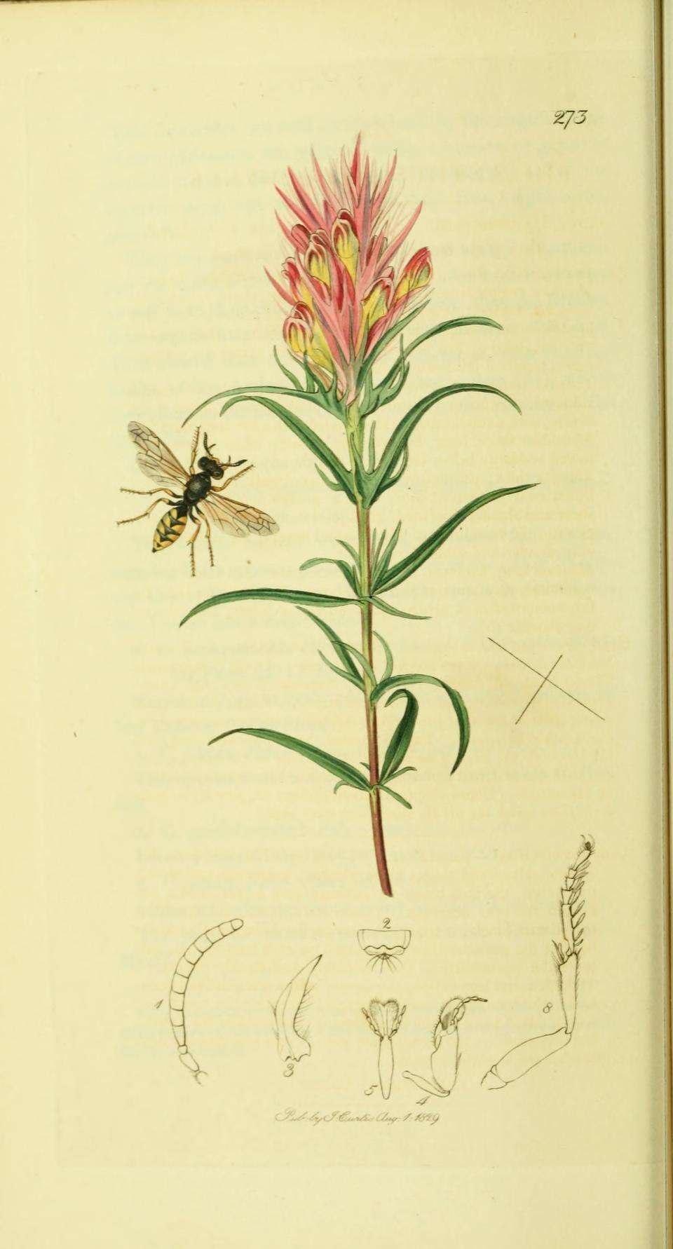 Imagem de Philanthus triangulum (Fabricius 1775)