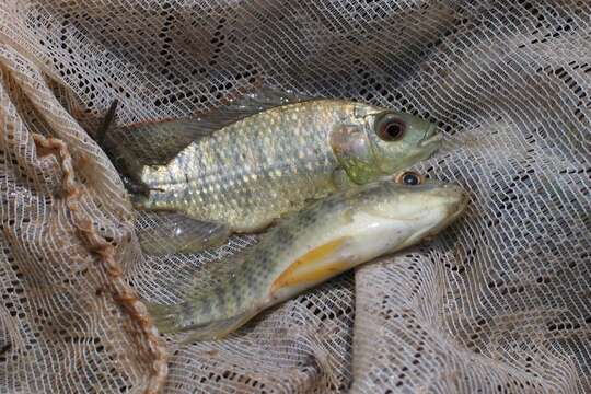 Imagem de Oreochromis leucostictus (Trewavas 1933)