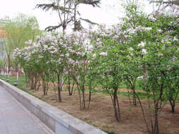 Image of Syringa oblata Lindl.