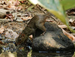 Image of Orange-bellied Himalayan Squirrel