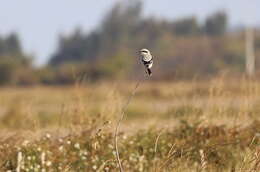 Image of Chinese Grey Shrike