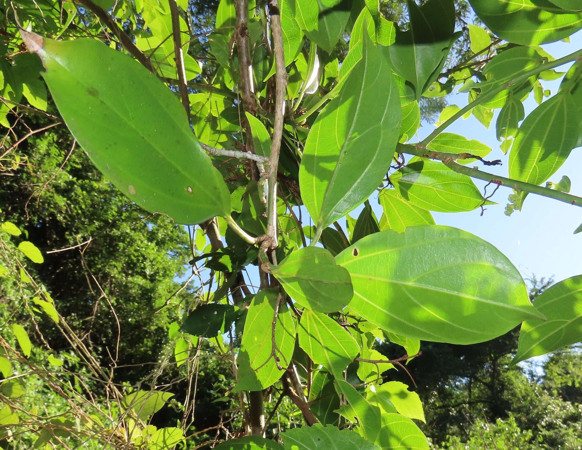 Image of Scepocarpus trinervis (Hochst.) T. Wells & A. K. Monro