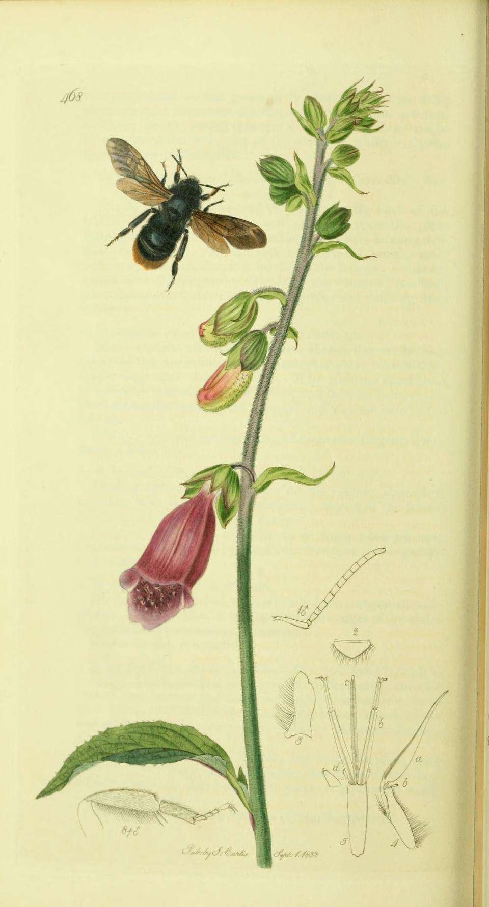 Image of Bombus rupestris (Fabricius 1793)