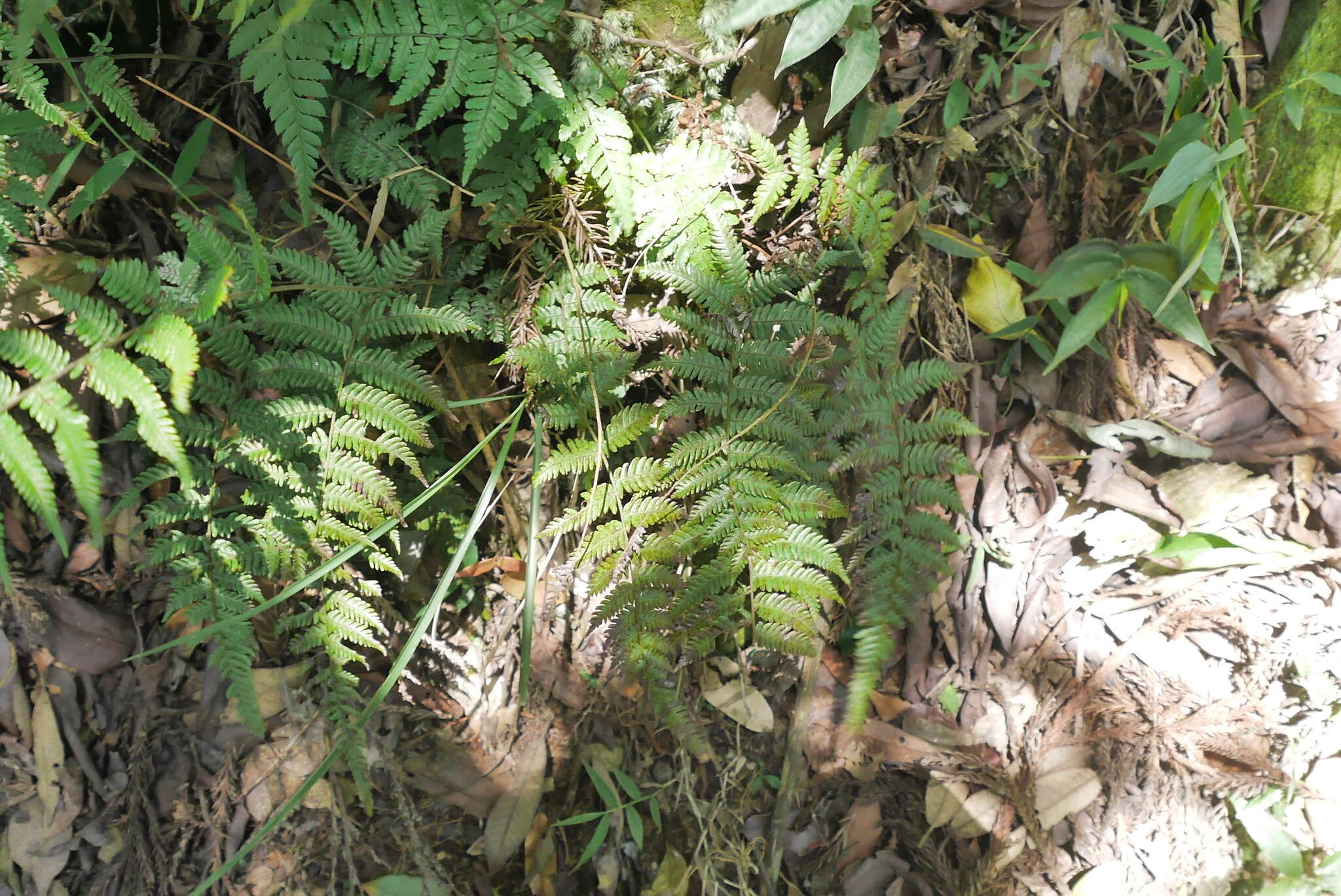 Image de Amauropelta glanduligera