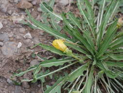 Plancia ëd Oenothera flava (A. Nels.) Garrett