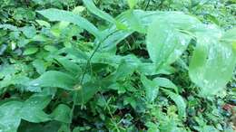 Image of smooth Solomon's seal