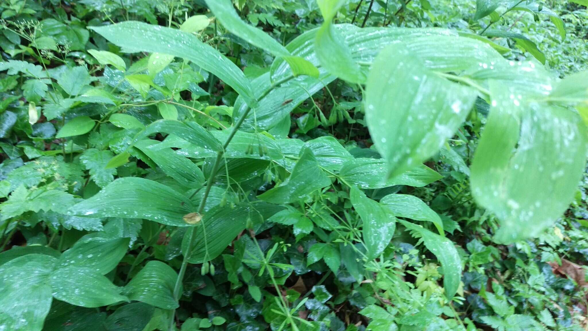 Image de Polygonatum biflorum (Walter) Elliott