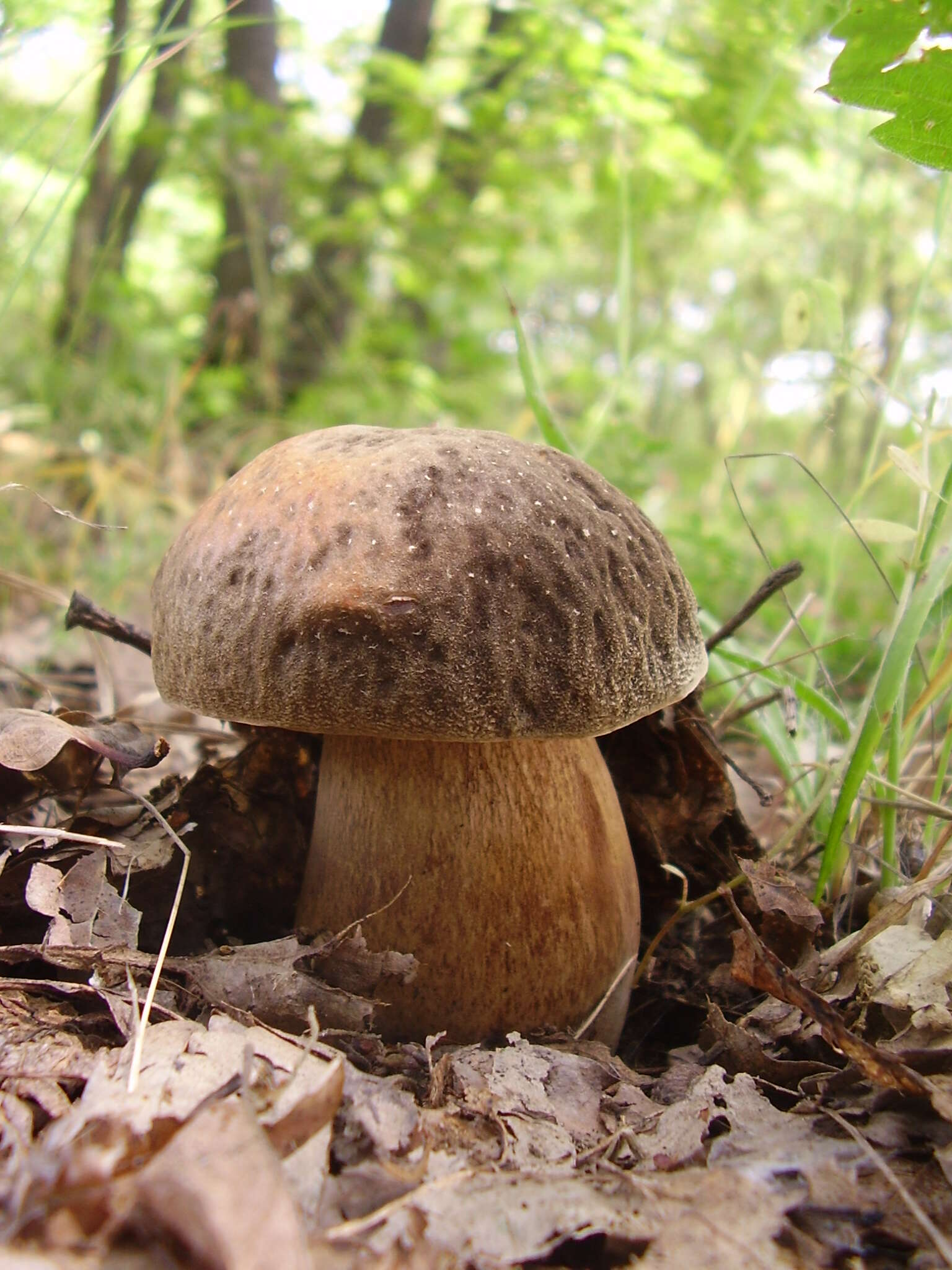 Sivun Boletus aereus Bull. 1789 kuva