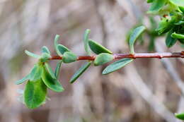 Image of Pimelea glauca R. Br.