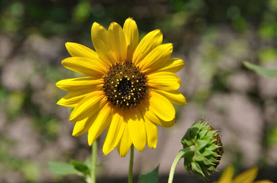 Image of cucumberleaf sunflower