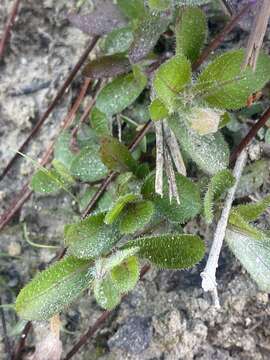 Image of Ruellia caroliniensis var. heteromorpha (Fern.) R. W. Long