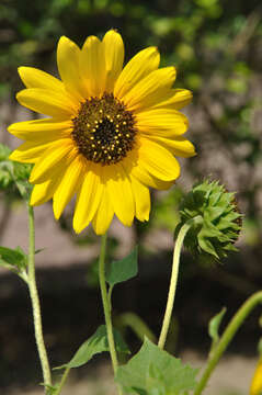 Image of cucumberleaf sunflower