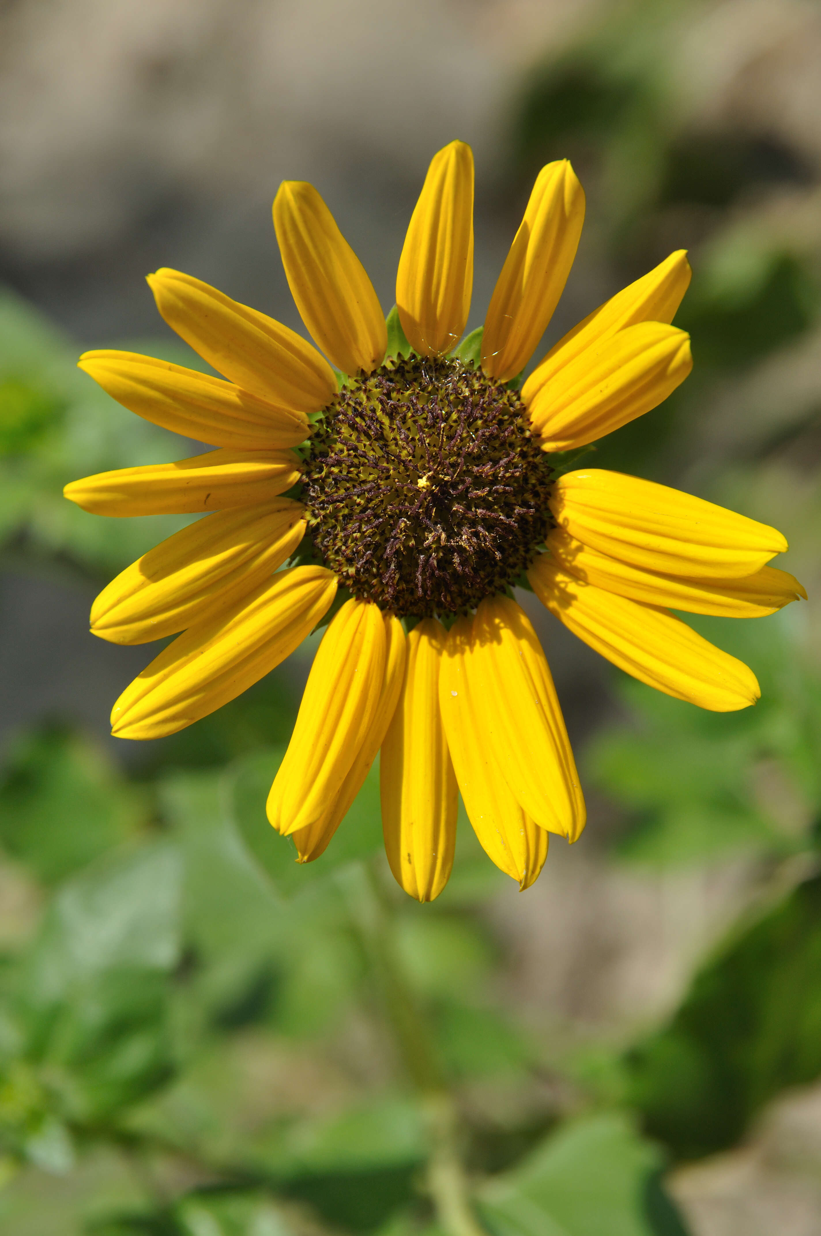 Image of cucumberleaf sunflower